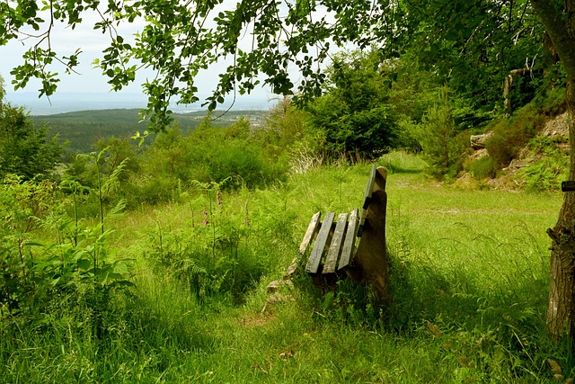 以其优雅的 以其优雅的